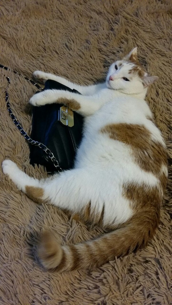 The first post is necessarily related to cats. Meet the fluffy bag maniac (=^•^=) - My, cat, Lady's bag, Kindness, Longpost