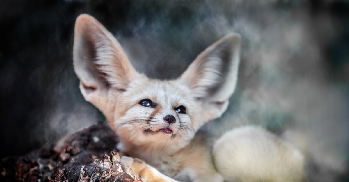 Фенек фото. Fennecus Zerda. Лисица фенек охота. Лиса фенёк анфас. Шерсть фенека.