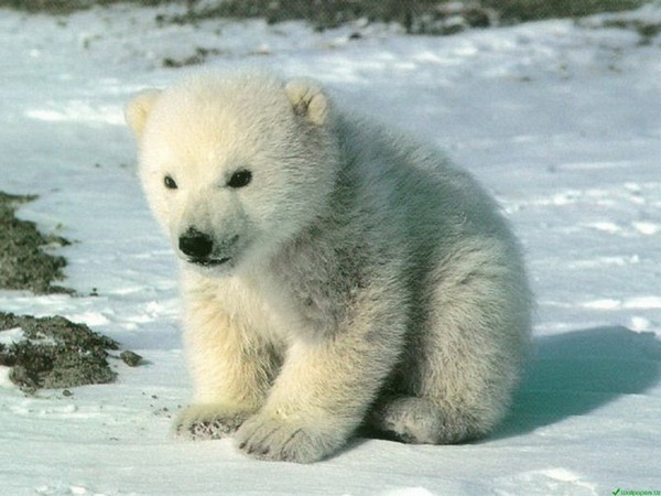 Rescue of a white bear cub. - Polar bear, The rescue, Ministry of Emergency Situations, Chukotka, Fishkinet