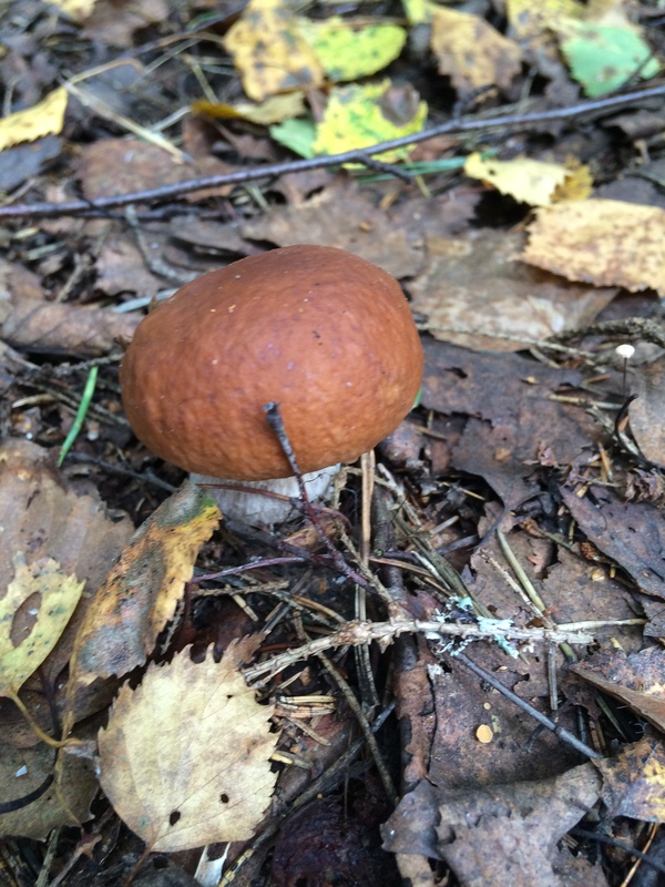 Let the wave of whites come! - My, , Mushrooms, Forest, Longpost