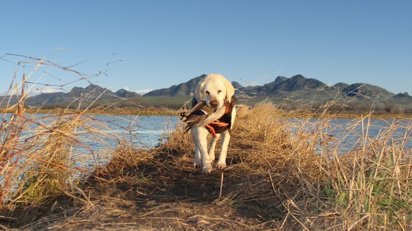 Labrador on the hunt - Labrador, Hunting, Humor, Dog, Text