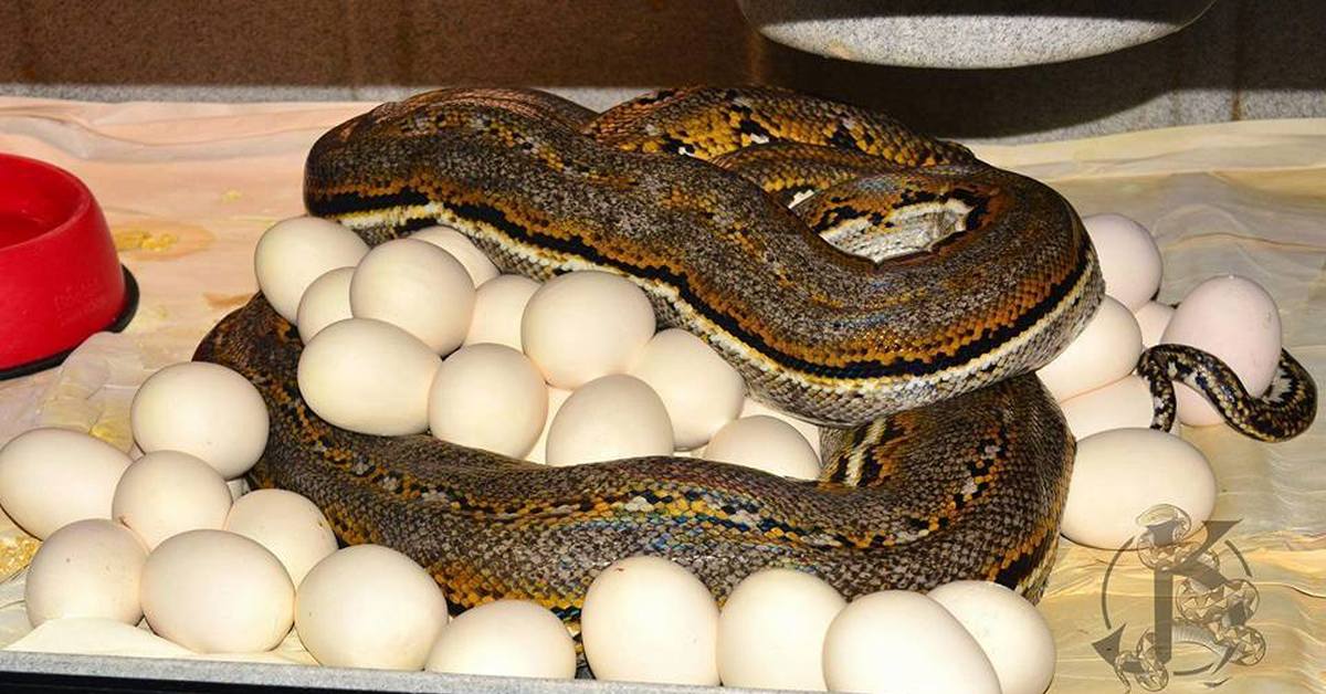 Какие яйца у змей фото