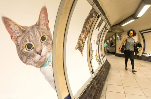 Residents of London bought out all the advertisements at the tube station and replaced them with cats - , London, Announcement, Subway station, Advertising, , Longpost