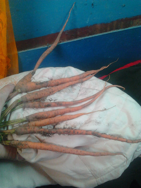 Now I know how Korean carrots grow! - My, Carrot, The secret is revealed, Crop failure