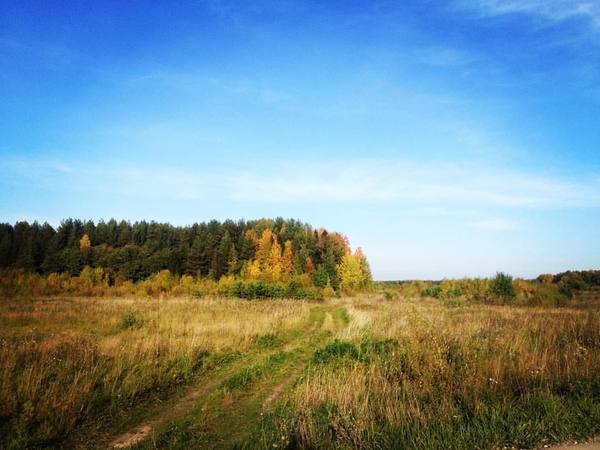 Seasons. - My, Field, Forest, Seasons, Autumn, Winter, Spring