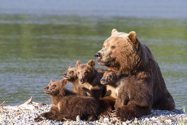 Kuril Samapataya. - The Bears, Kamchatka, Mikhail Korostelev, Longpost, Kuril lake