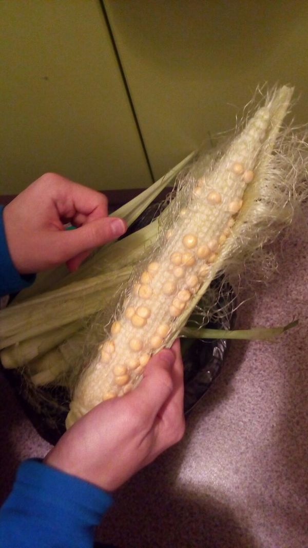 Кукуруза - сюрприз