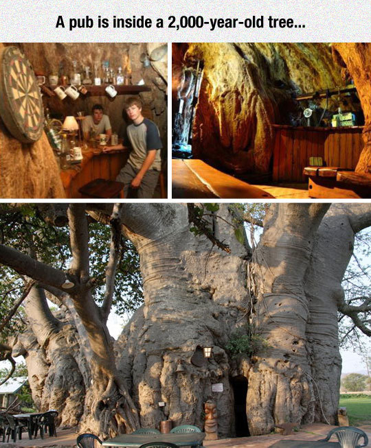 Pub inside a 2000 year old baobab - A pub, Baobab, Tree, 2000 years, Africa