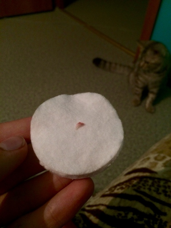 Today my little cat lost a tooth - My, Bayanometer, , cat, Photo