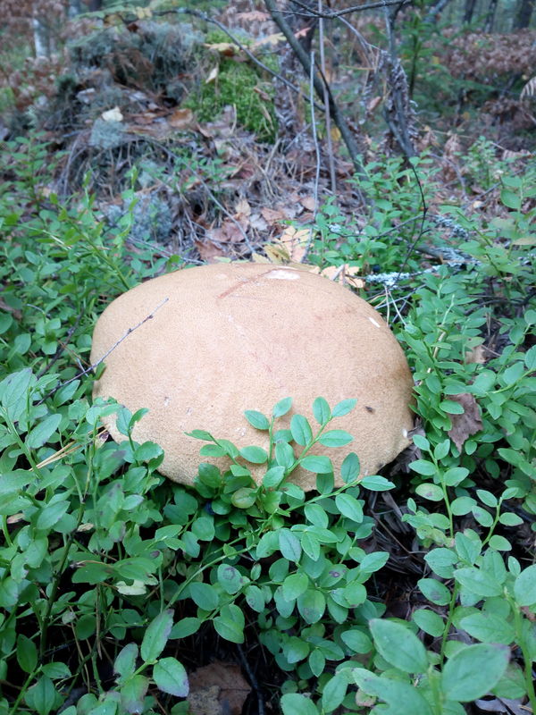 Mushroom =) - Mushrooms, My, Longpost, Nature, Forest