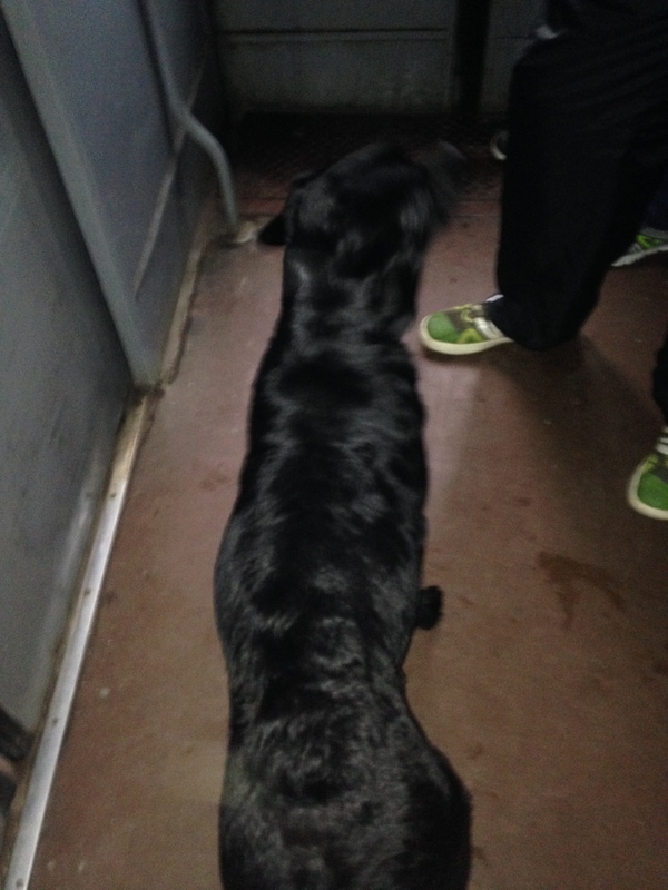 Dog on the train - The dog is missing, Found a dog, Longpost