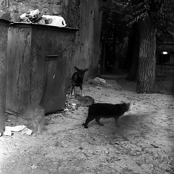 Chaotic movement of stray animals around garbage cans 30 seconds before sunset - My, Photo, The photo, Black and white photo, cat, Animals, 