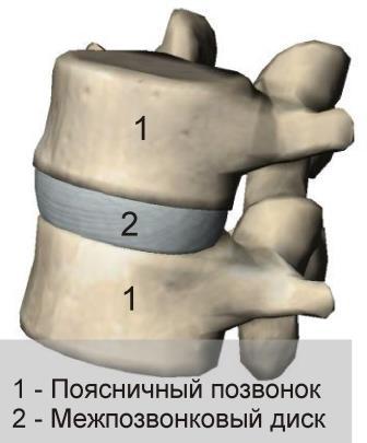 Spine health 2 - Musculoskeletal system, Spine, Longpost