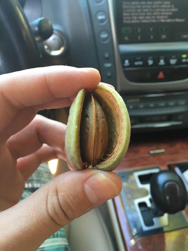 В Херсоне созрел миндаль