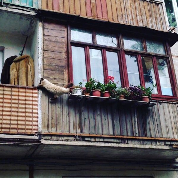 When the toilet is on the neighbor's balcony - cat, Balcony, Humor