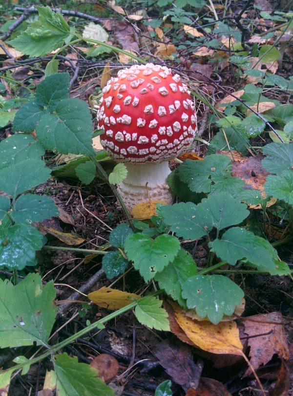 Fly agaric post... Seasonal. - My, Mushrooms, Autumn, Fly agaric, Forest, Russia, , Longpost