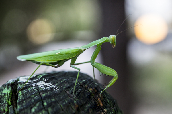 Mantis, just mantis. - Insects, Macro photography, Mantis, Macro, My, Photo