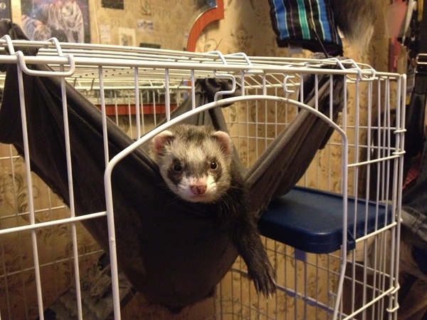 Farewell, Flapper, I will miss you. - Parting, Ferret, Goodbye