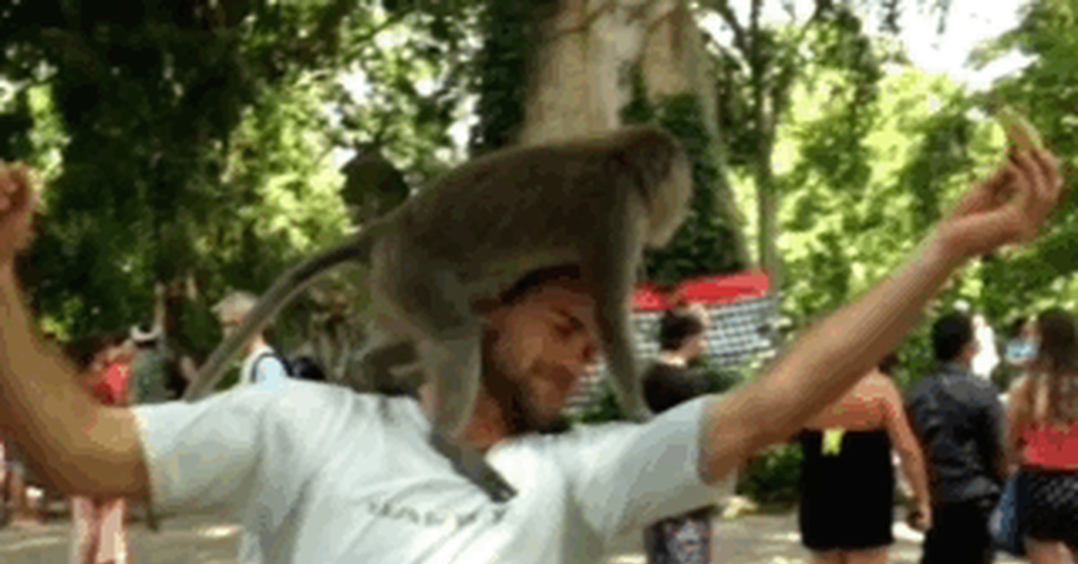 Spring lust suddenly came) - Humor, Monkey, Suddenly, Pairing, Nature, GIF