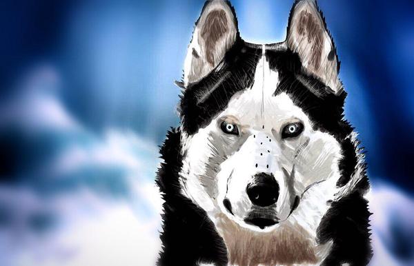 I tried to draw, it's true for a long time 25.08.14 - My, Husky, Digital drawing, Paint, Wacom, My, Beginner artist