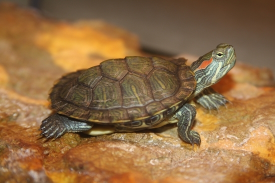 Keeping red-eared turtles. - Pond slider, Aquarium, Terrarium, Angelfish, Scalariki, Video, Longpost