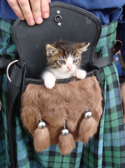 Pocket purr - cat, Scotland