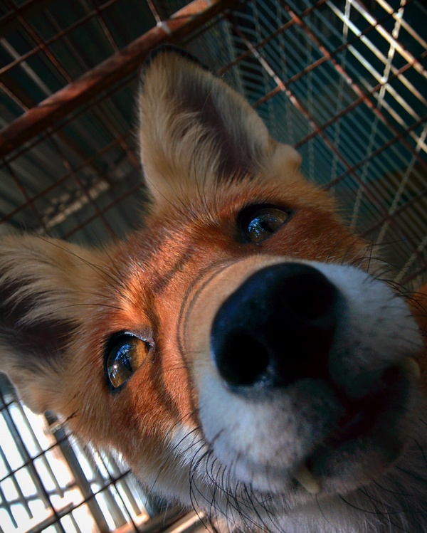 ���-��� ��� � �����)