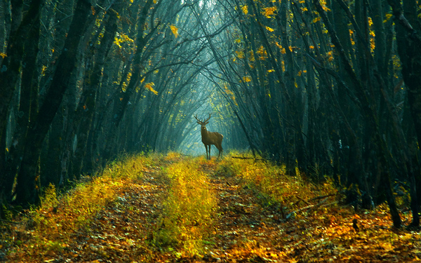 Unexpected meeting. - Photo, Nature, Deer, Autumn, Deer