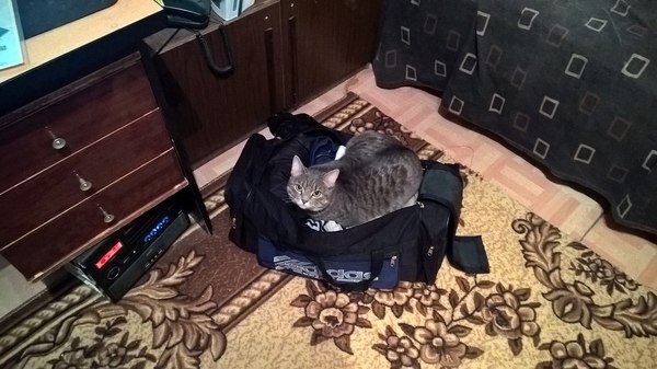 Take me with you. - cat, My, My, Vacation