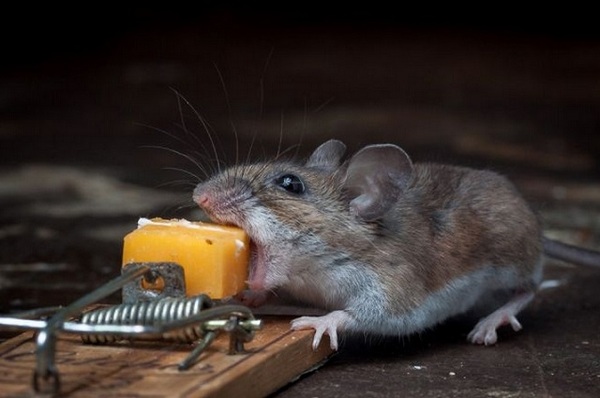 A mouse rodent in your house. - Mouse, Little mouse, Mousetrap, Animals, Rodents, , Cheese, People