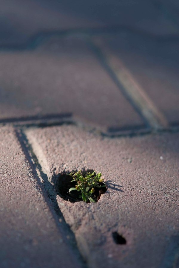 Nature always takes its toll - Tile, Plants, Road, Nature, Town