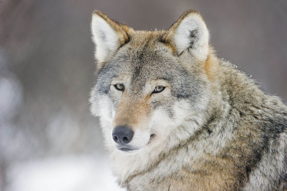 In Norway, they are going to exterminate the wolves - news, Longpost, Animals, Wolf, Murder, Norway