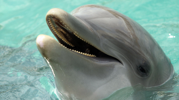 Dolphins speak in sentences - The science, Dolphin, Talking animals