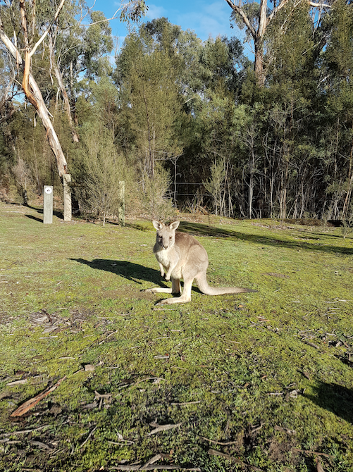 Here is proof that I live in Australia and learn Russian. - My, Proof, Australia, Russian language, Иностранцы, Kangaroo, Animals, Nature, Longpost