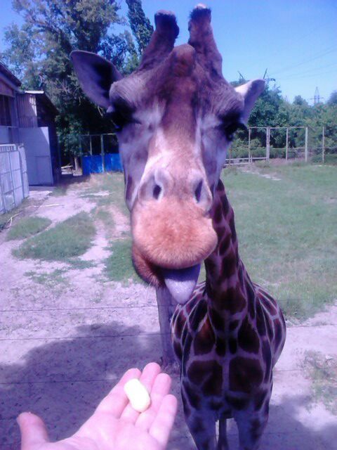 Zoo - Rostov-on-Don, Zoo, Not mine, Giraffe