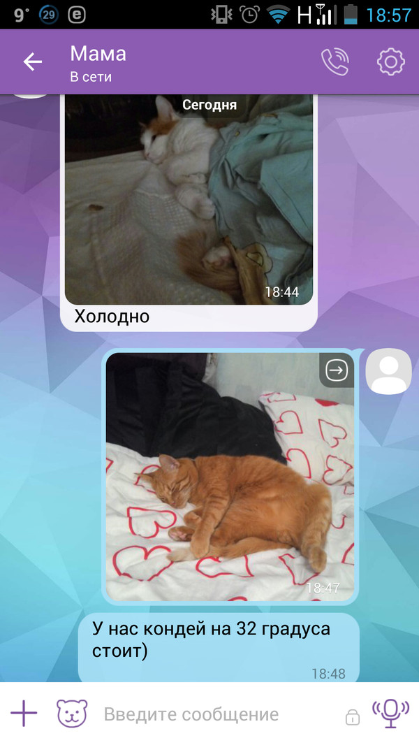 Briefly about the weather - My, Correspondence, cat, Cold, Screenshot, Heating