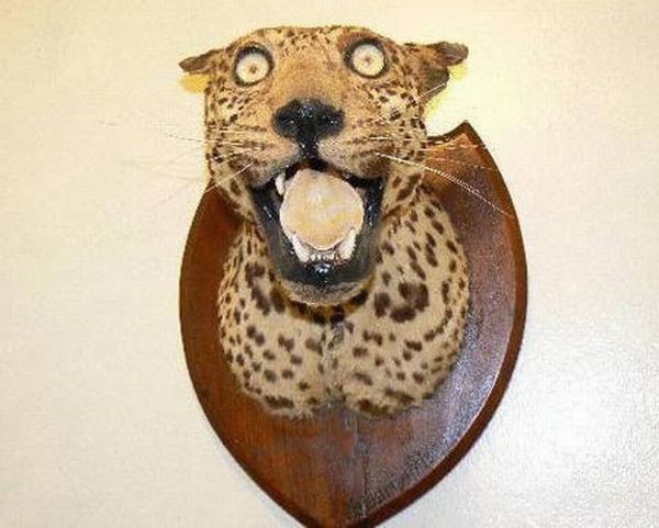 Failed work of taxidermists - Taxidermy, Work, Scarecrow, Longpost