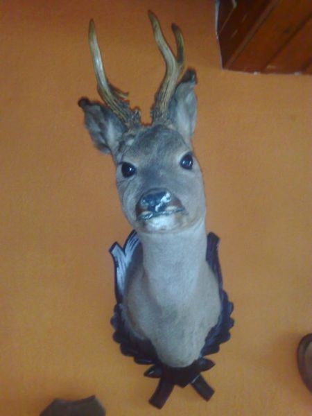 Failed work of taxidermists - Taxidermy, Work, Scarecrow, Longpost