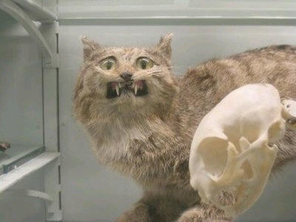 Failed work of taxidermists - Taxidermy, Work, Scarecrow, Longpost