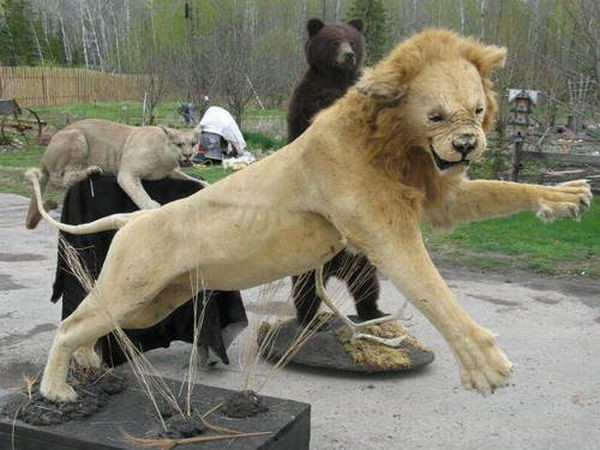 Failed work of taxidermists - Taxidermy, Work, Scarecrow, Longpost