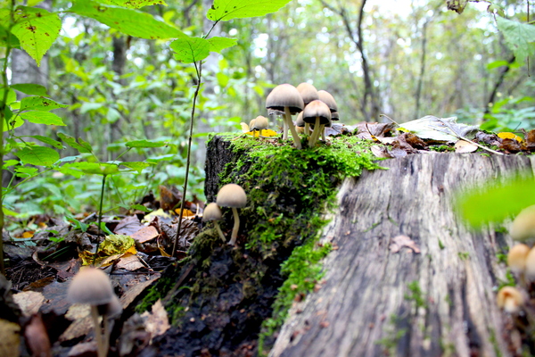 Some shots in the forest - My, Photo, Forest, Autumn, Mushrooms, Forest Park, Kuzminki, Longpost