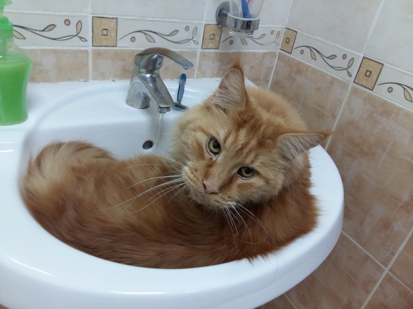 Don't forget to brush your teeth before bed. - My, cat, Sink, Water procedures