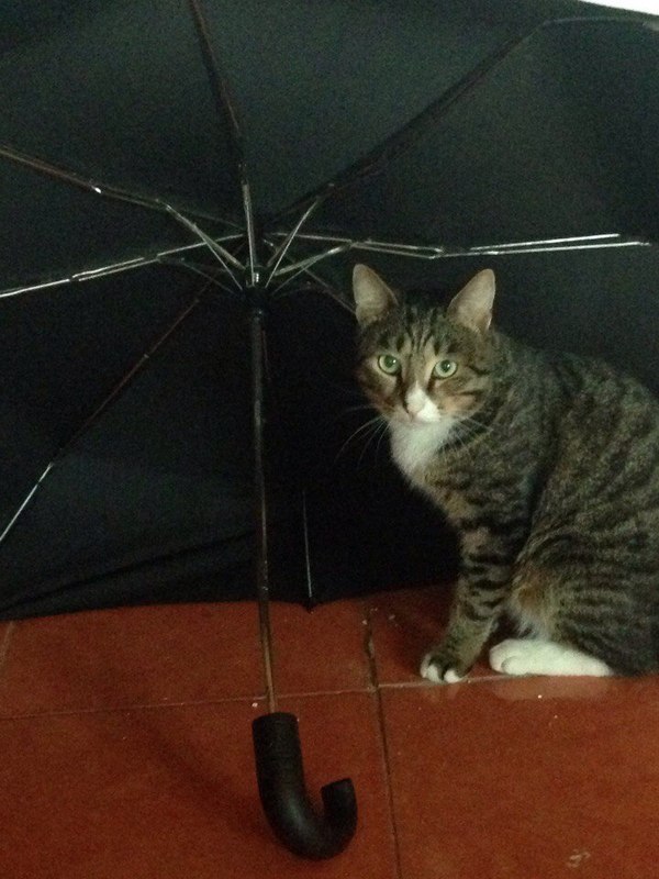 The cat hides under an umbrella - My, Rain, Autumn, Weather, cat