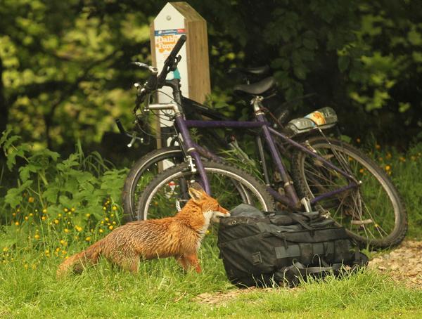 Big booty :D - Fox, Honestly stolen, Backpack, Fyr, Milota, Animals