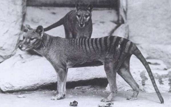 In Australia, found an animal that was considered extinct long ago - news, Marsupial wolf