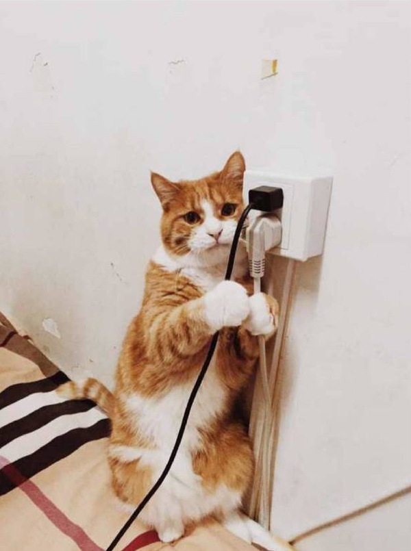 A facial expression that is clearly up to something wrong - cat, Power socket, The wire