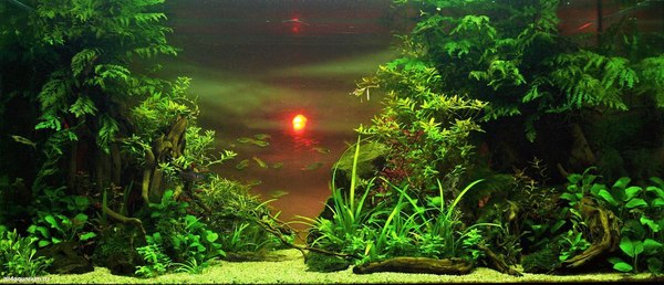 Закат в лесу