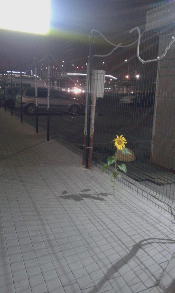 On the Internet, everyone jokes about dandelions .. - My, Sunflower, Sidewalk, Strength of will, Pulkovo, Saint Petersburg
