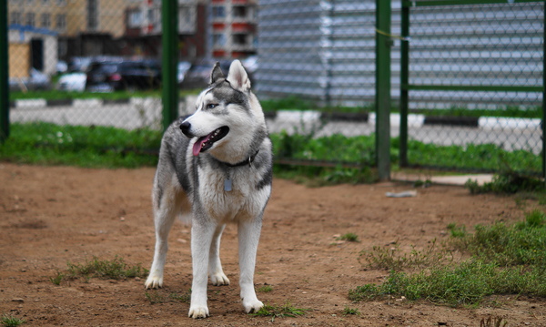 Husky - My, Dog, Husky, Laika, Walking, Balashikha