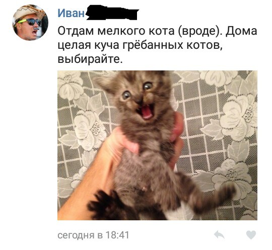 perfect ad) - cat, Announcement, Comments